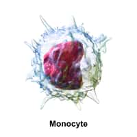 Les monocytes sont les plus grosses cellules qui circulent dans le sang. Elles jouent un rôle important dans la réaction immunitaire et sont capables de réaliser la phagocytose. Elles sont aussi impliquées dans la réponse inflammatoire, notamment celle qui se produit en excès après une crise cardiaque. Grâce à des microbilles de plastique chargées négativement, des chercheurs états-uniens ont pu neutraliser ces cellules et réduire l’inflammation. © BruceBlaus, Wikimedia Commons, cc by 3.0
