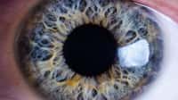 L’iris est la zone colorée de l’œil, visible à l’avant. Il s’agit en fait de la partie antérieure de la tunique vasculaire (choroïde). L’iris possède une ouverture en son centre : la pupille, ronde, qui laisse passer la lumière. Le diamètre de la pupille peut varier, laissant plus ou moins entrer la lumière, en fonction de la luminosité ambiante. L’iris contient un pigment brun plus ou moins abondant.
© Mattis2412, CC by-sa 3.0