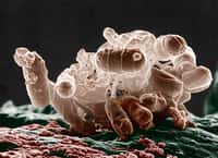 Escherichia coli, une bactérie intestinale présente chez les mammifères, au microscope électronique. Le microbiote digestif participe à la physiologie des animaux. Pourra-t-on un jour contrôler sa composition&nbsp;et soigner certaines maladies ?&nbsp;© Microbe World, Flickr, cc by nc sa 2.0
