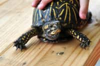 Les tortues, les animaux rêvés pour votre tout petit&nbsp;? Mieux vaut réfléchir à deux fois avant d’en adopter une car elles transportent des germes dangereux pour la santé. © Melissa Hillier, Flickr, cc by 2.0