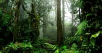 Forêt équatoriale. © TravelStrategy, Fotolia