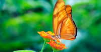 Dryas Julia, papillon de Thaïlande. © Urs Achermann, CC by-nc 2.0