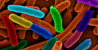 Bactéries Escherichia coli. © Mattosaurus, Domaine public