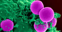 Défense du système immunitaire. © NIH - Domaine public