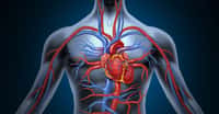 Quelles sont les plus grandes découvertes en médecine ? Ici, le système cardio-vasculaire. © Lightspring, Shutterstock