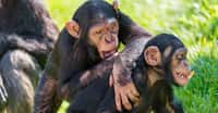 Les chimpanzés, comme d'autres grands primates, auraient cette faculté de comprendre que chacun voit la réalité à sa manière. Les comportements des grands singes dans la nature sont encore bien mal connus, comme cet étrange rite du jet de pierres observé en Afrique de l'ouest. © Laura Kehoe (université Humboldt, Berlin)