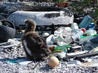 Les déchets de matières plastiques dans l'océan deviennent une source préoccupante de pollution.