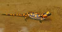 La salamandre possède une fabuleuse capacité de régénération.&nbsp;© Alois&nbsp;Wonaschuetz &nbsp;- Domaine public