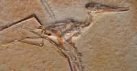 Spécimen de fossile d'un jeune C. elegans. © Daderot - CC0 1.0 Universal 