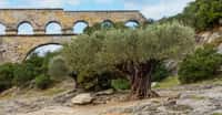 Les oliviers millénaires du Pont-du-Gard. © John Kroll - CC BY-NC 2.0