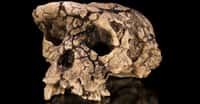 Moulage du crâne holotype de Sahelanthropus tchadensis, surnommé Toumaï, en vue facio-latérale.&nbsp;© Didier Descouens,&nbsp;CC BY-SA 4.0