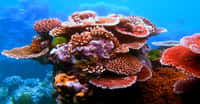 Une variété de coraux&nbsp;sur ​​Flynn Reef sur la&nbsp;Grande barrière de corail Australie. © Toby Hudson,&nbsp;CC BY-SA 3.0