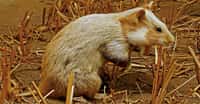 Le grand hamster d'Alsace Cricetus cricetus. © H. Zell - CC BY-SA 3.0
