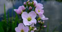 Fleur de la Cressonnette ou Cardamine (Cardamine hirsuta). © Aiwok - CC BY -&nbsp;NC 3.0