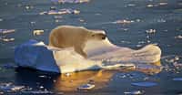 Les ours polaires et le réchauffement climatique.&nbsp;© Barni1 /Skeeze - Domaine public
