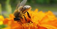 Le Régent un insecticide très dangereux pour les abeilles.&nbsp;© DGlodowska - Domaine public