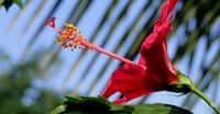 Hibiscus rouge. © Marie - CC BY-NC 2.0