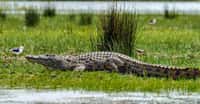 Le&nbsp;crocodile du nil un animal légendaire.&nbsp;© Steve Slater -&nbsp;CC BY 2.0