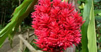 La flore de la Nouvelle Calédonie est très riche ici une&nbsp;Alpinia purpurata
© Jayen466 - Domaine public