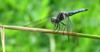 Libellules sont des insectes magnifiques. © ShortSword - Domaine public