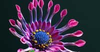 Osteospermum sp. « Pink Whirls ». © John Sullivan, domaine public
