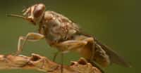 Le fléau de la maladie du sommeil causée par la mouche Tsetse. © International Atomic Energy Agency - CC BY-SA 4.0