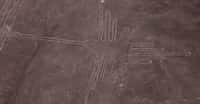 Découvrez l'art rupestre de l'ancien Pérou. ici, géoglyphe de Nazca : représentation d'un colibri. © François Bianco, Wikimedia Commons, CC by-sa 2.0