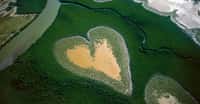 Coeur de Voh Nouvelle-Calédonie. La mangrove, forêt mi-terrestre mi-aquatique, se développe sur les sols vaseux tropicaux. © Yann Arthus-Bertrand - Tous droits réservés 
