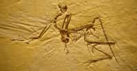 Archaeopteryx est un genre de dinosaures à plumes. © Hannes Grobe/AWI - CC BY 3.0