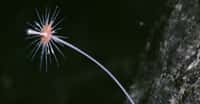 L'éponge carnivore&nbsp;piège sa proie pour la dévorer.&nbsp;© NOAA Okeanos Explorer Program, INDEX-SATAL&nbsp;- Domaine public&nbsp;