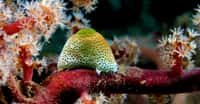 Atriolum robustum (Ascidie) sur un arbre souple&nbsp;constitué d'un ou plusieurs coraux. © Nick Hobgood - CC BY-NC 3.0