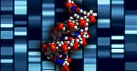 ADN à double hélice. © Skeeze - Domaine public
