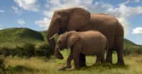Éléphante d'Afrique et son éléphanteau. © Brian Snelson, CC by-nc 2.0