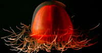 Crossota sp., une hydroméduse de l'ordre des Trachymedusae. © NOAA - Domaine public&nbsp;