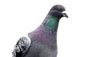 La boussole du pigeon ne serait pas dans son bec mais dans son œil. © jans canon, Flickr, CC by 2.0
