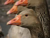 Le gavage des oies et des canards est la technique employée pour la production de foie gras, dans le Gers notamment.&nbsp;© DR