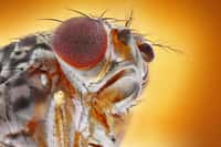 Drosophila melanogaster, autrement nommée « mouche du vinaigre », est la mouche la plus courante dans les laboratoires. © tomatito26, Adobe Stock