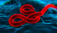 Le virus Ebola est un filovirus qui comprend plusieurs espèces différentes : Bundibugyo, Zaïre, Reston, Soudan et Forêt de Taï. © &nbsp;nanomanpro, Fotolia