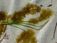 Sur cette photographie, une plante marine du genre Zostera, a été colonisée par des algues brunes du genre Ectocarpus. Il s'agit d'un modèle biologique couramment utilisé dans les études génomiques et génétiques, notamment car il a un cycle de vie assez court (3 mois). © Akira Peters, Station Biologique Roscoff