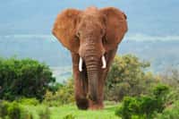 Éléphant de savane d'Afrique Loxodonta africana. © peterfodor, Adobe Stock