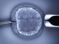 Une femme a donné naissance à un enfant cinq ans après que ces ovocytes ont été congelés. © digitalbalance, Adobe Stock
