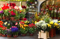 Le fleuriste gère son stock et achète chez son fournisseur les fleurs et plantes qu’il proposera dans son commerce. © Colette, Adobe Stock.