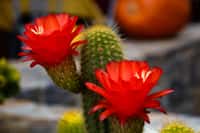 Le froid fait entrer les cactus en repos végétatif, une phase indispensable pour leur permettre de fleurir au printemps.&nbsp;© GermansLat, Pixabay