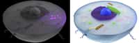 Dans le domaine du visible (image de gauche), les éléments de la cellule possèdent une fluorescence naturelle qui rend difficile la distinction avec le signal de fluorescence émis par un marqueur spécifique. L'autofluorescence étant moindre, voire inexistante dans le domaine du proche infrarouge, cela permet de distinguer et de localiser de façon non ambiguë le signal de fluorescence émis par un nouveau marqueur à base de lanthanides (image de droite). © Thomas Jullien, CBM