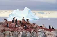 Des cartes inédites du couvert végétal de l’Antarctique dévoilent un inquiétant recul des glaces, menaçant le climat mondial. © hrathke, Adobe Stock