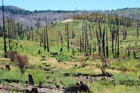 La disparition des arbres en Californie se poursuit d'année en année. En cause, des incendies,&nbsp;la hausse des températures,&nbsp;les coupes et aussi&nbsp;la prolifération&nbsp;de petits coléoptères, les bark beetles. © Theresamcgee, Pixabay