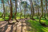 Les étranges pins de la forêt tordue de Pologne. © Darek Bednarek, Adobe Stock