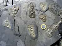 Ces fossiles sont ceux d'êtres pluricellulaires qui ont vécu voici deux milliards d'années. Plus de 500 individus ont été récoltés à ce jour. Certains ne font que 1 cm de long, tandis que d'autres atteignent 25 cm.&nbsp;© Abderrazak El Albani&nbsp;