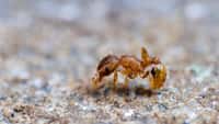 La fourmi électrique, Wasmannia auropunctata, a été observée pour la première fois en France métropolitaine en ce mois de septembre 2022. © Inventaire national du patrimoine naturel