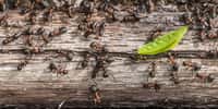 Il existe 2,5 millions fois plus de fourmis que d'humains sur Terre ! © benbro, Adobe Stock